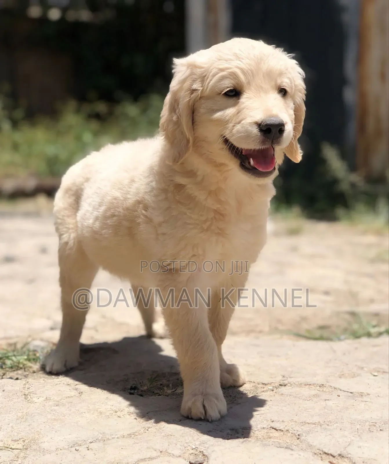 1-3 months Male Purebred Golden Retriever