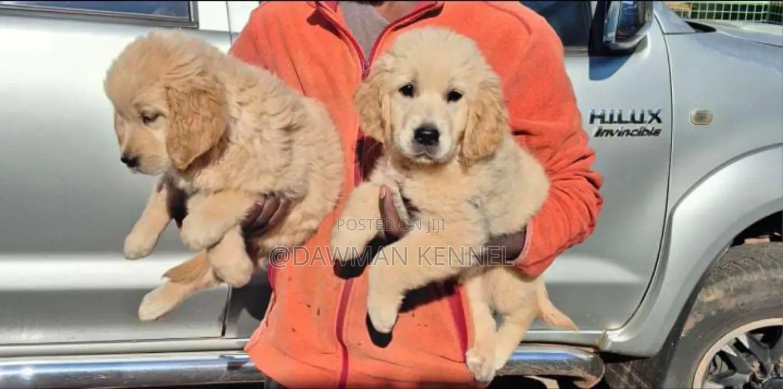 1-3 months Male Purebred Golden Retriever