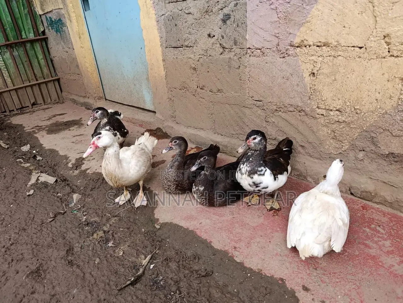 Muscovy Duck Mature Females