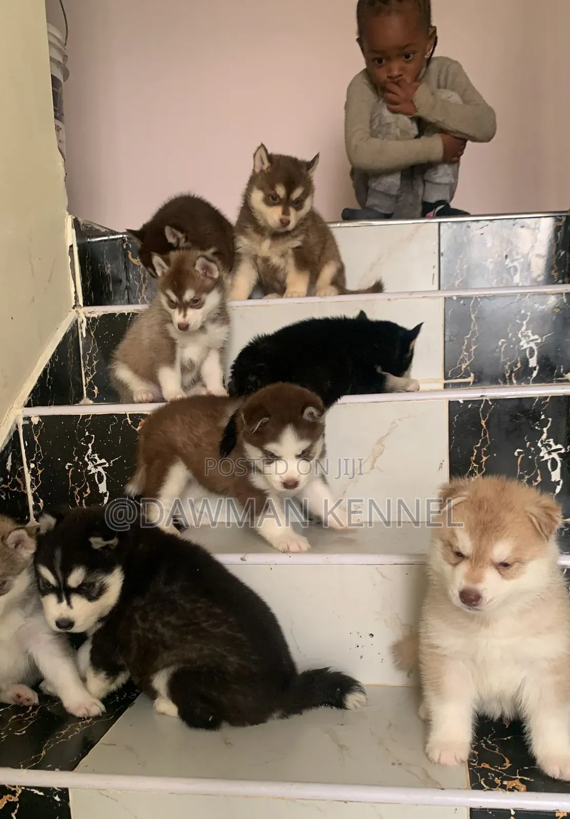 1-3 months Female Purebred Siberian Husky