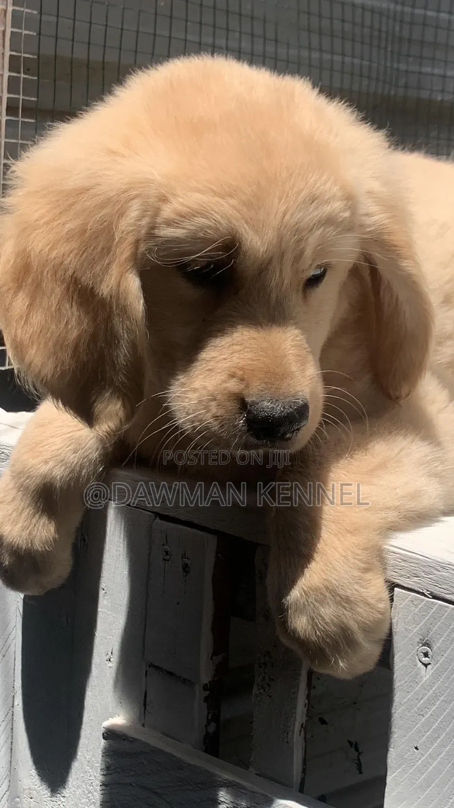 1-3 months Male Purebred Golden Retriever