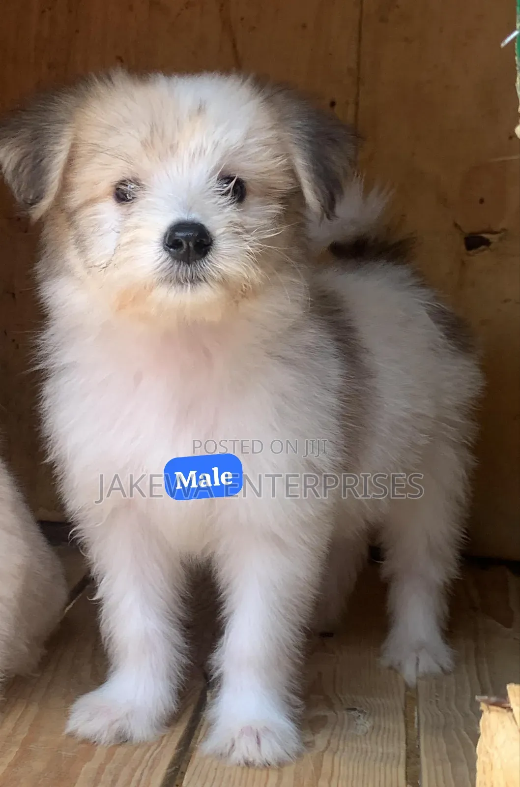 1-3 months Male Purebred Havanese