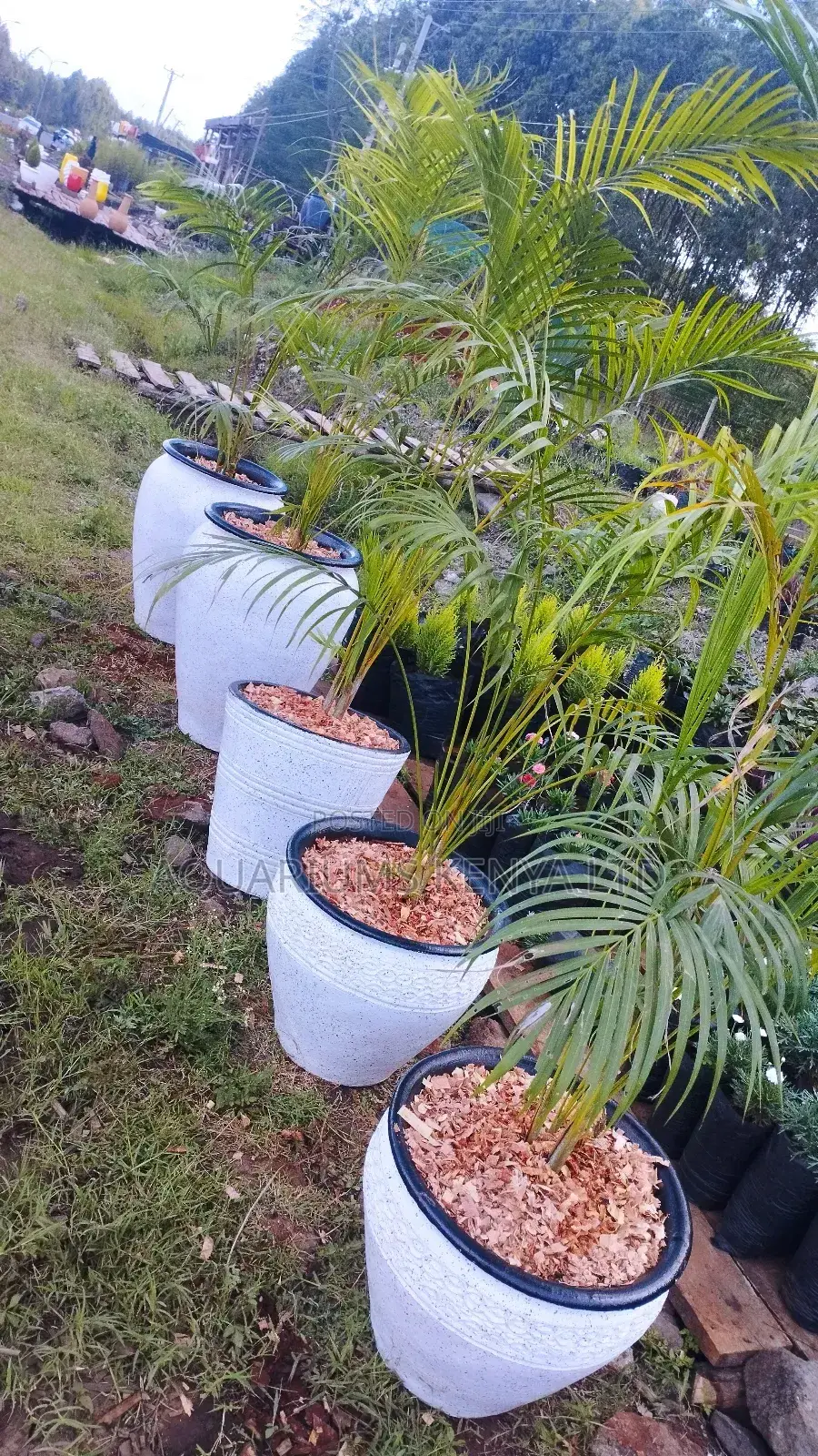 4ft Golden Palm Potted in Clay Pots