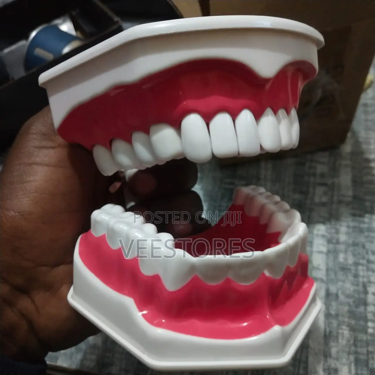 Dental Model