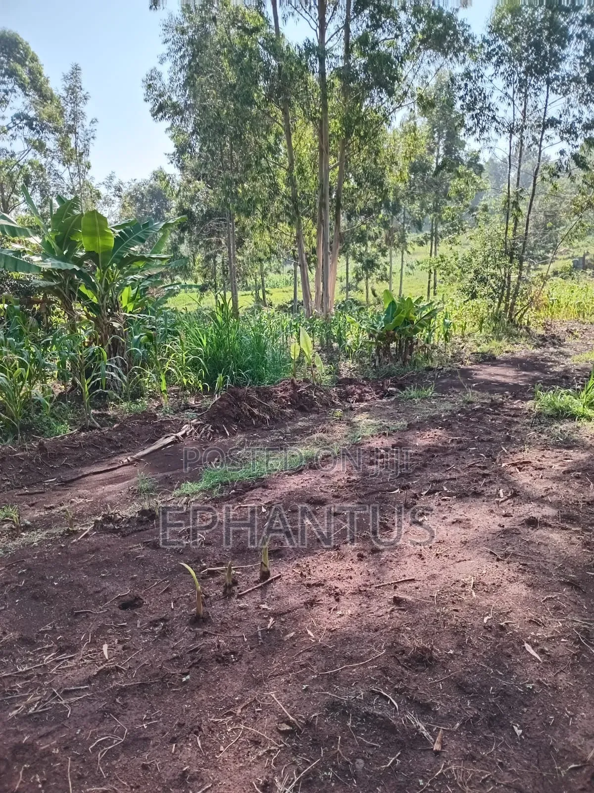 1/2 Acre Rongai at 14m