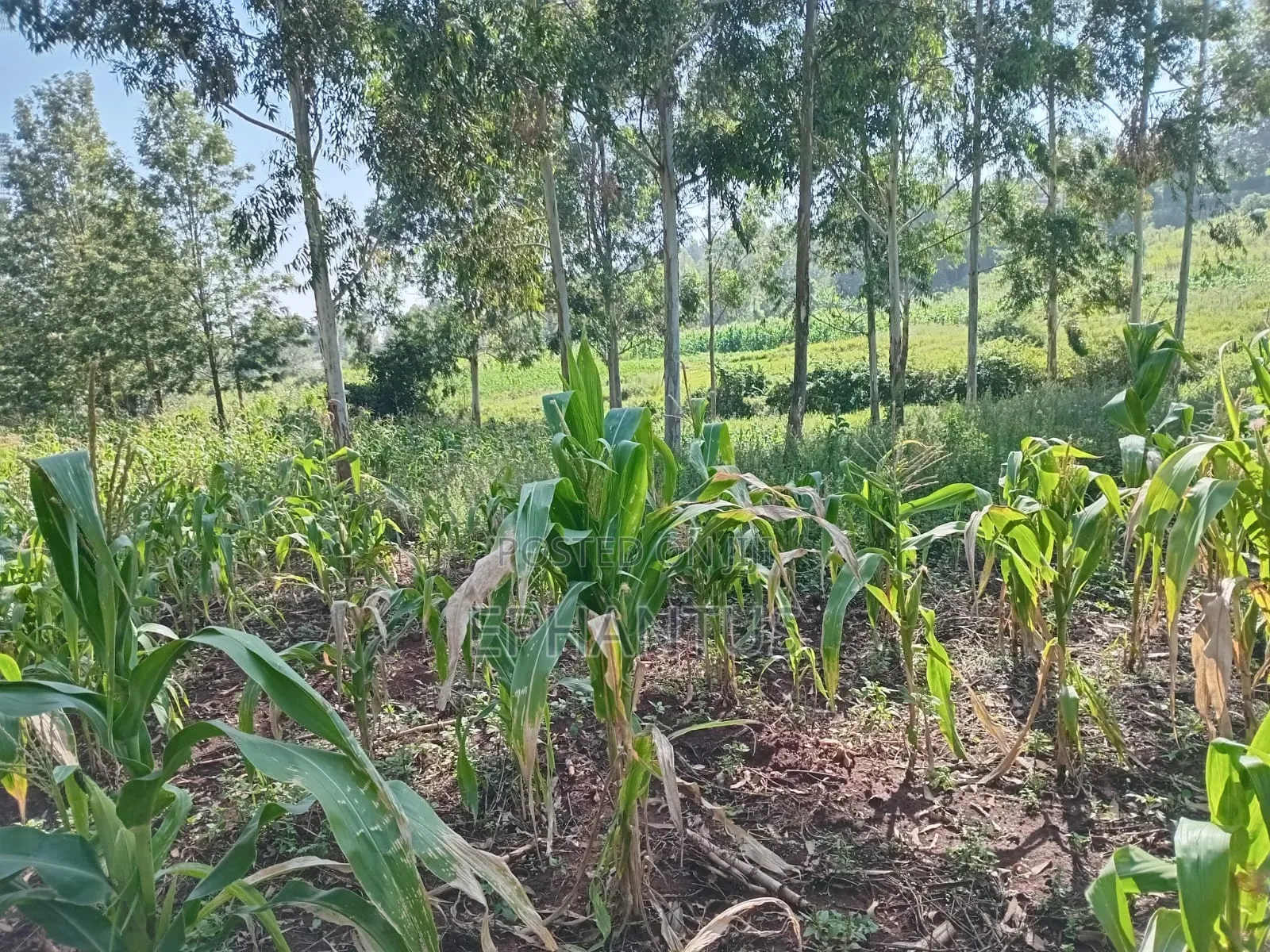 1/2 Acre Rongai at 14m