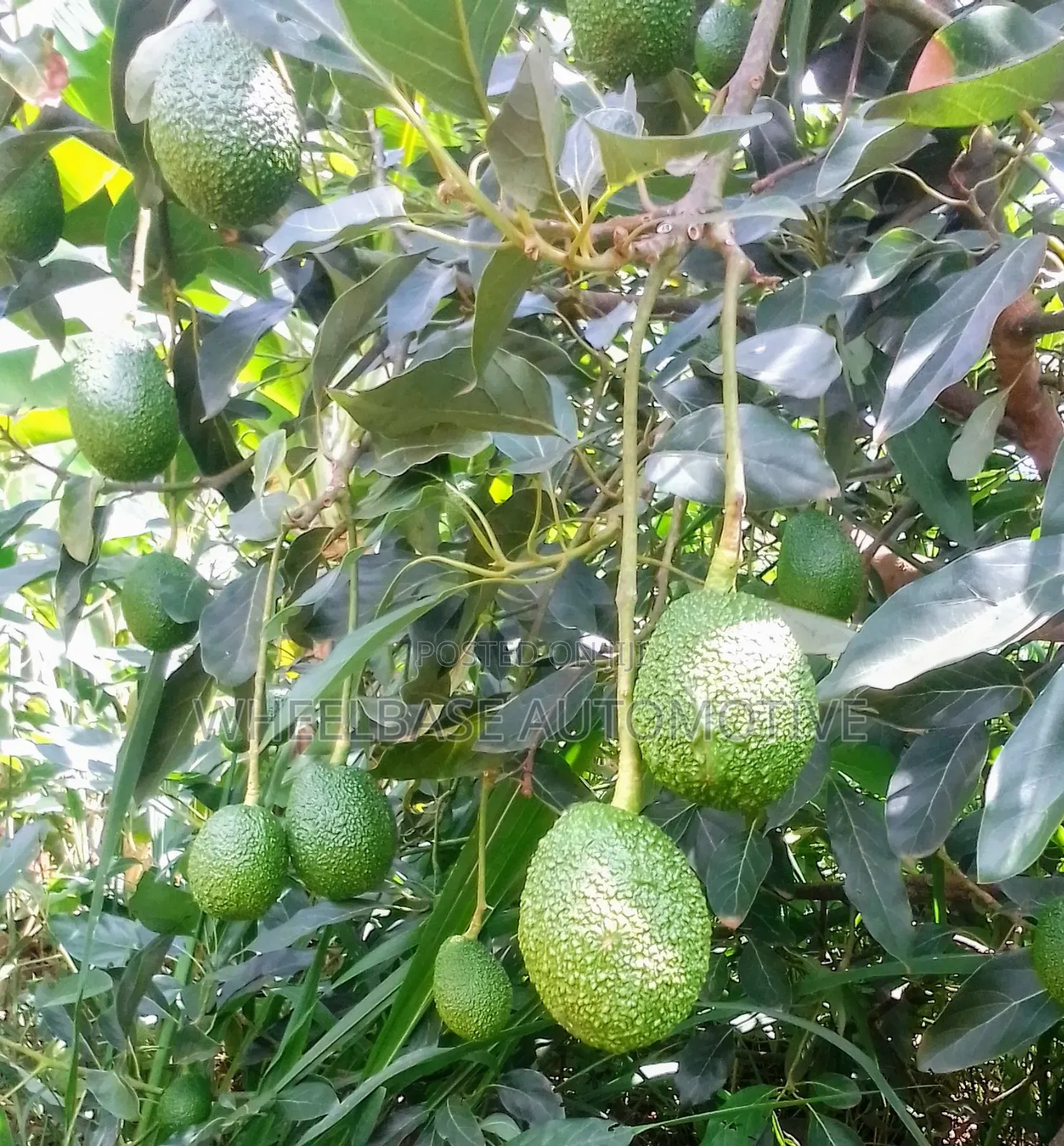 Avocados in Export Quality Available in Wholesale and Retail