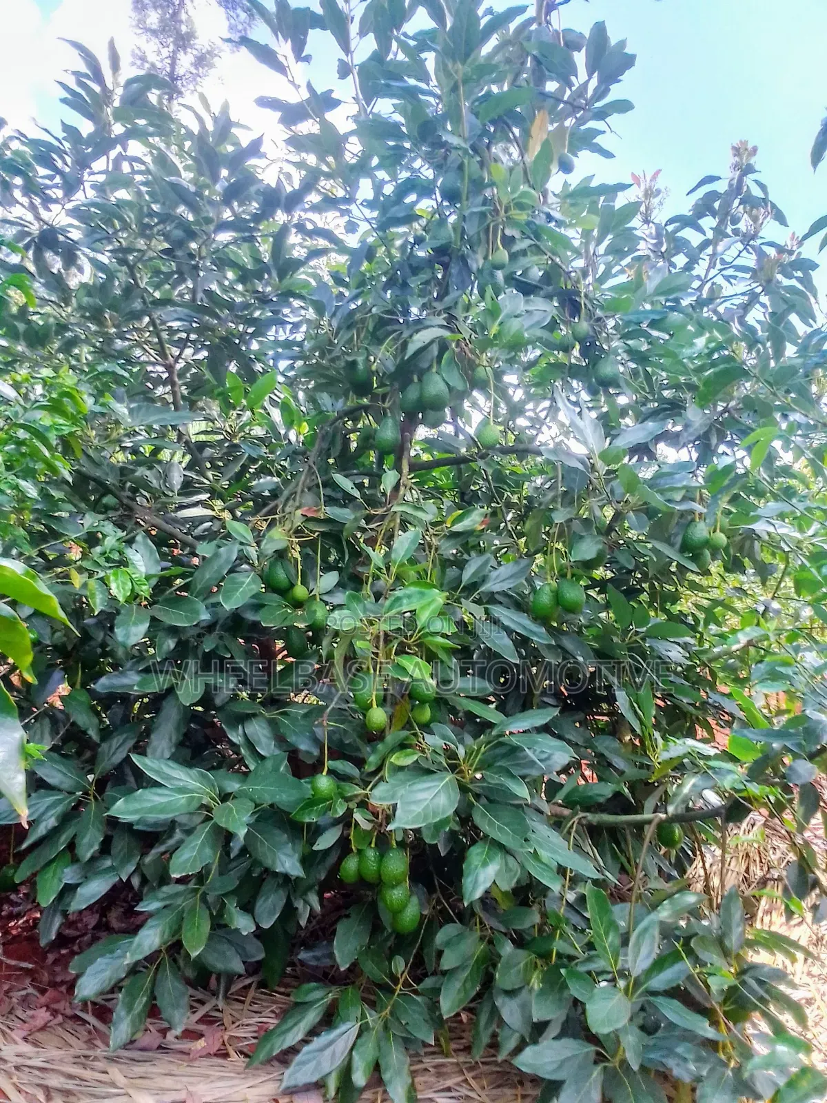 Avocados in Export Quality Available in Wholesale and Retail