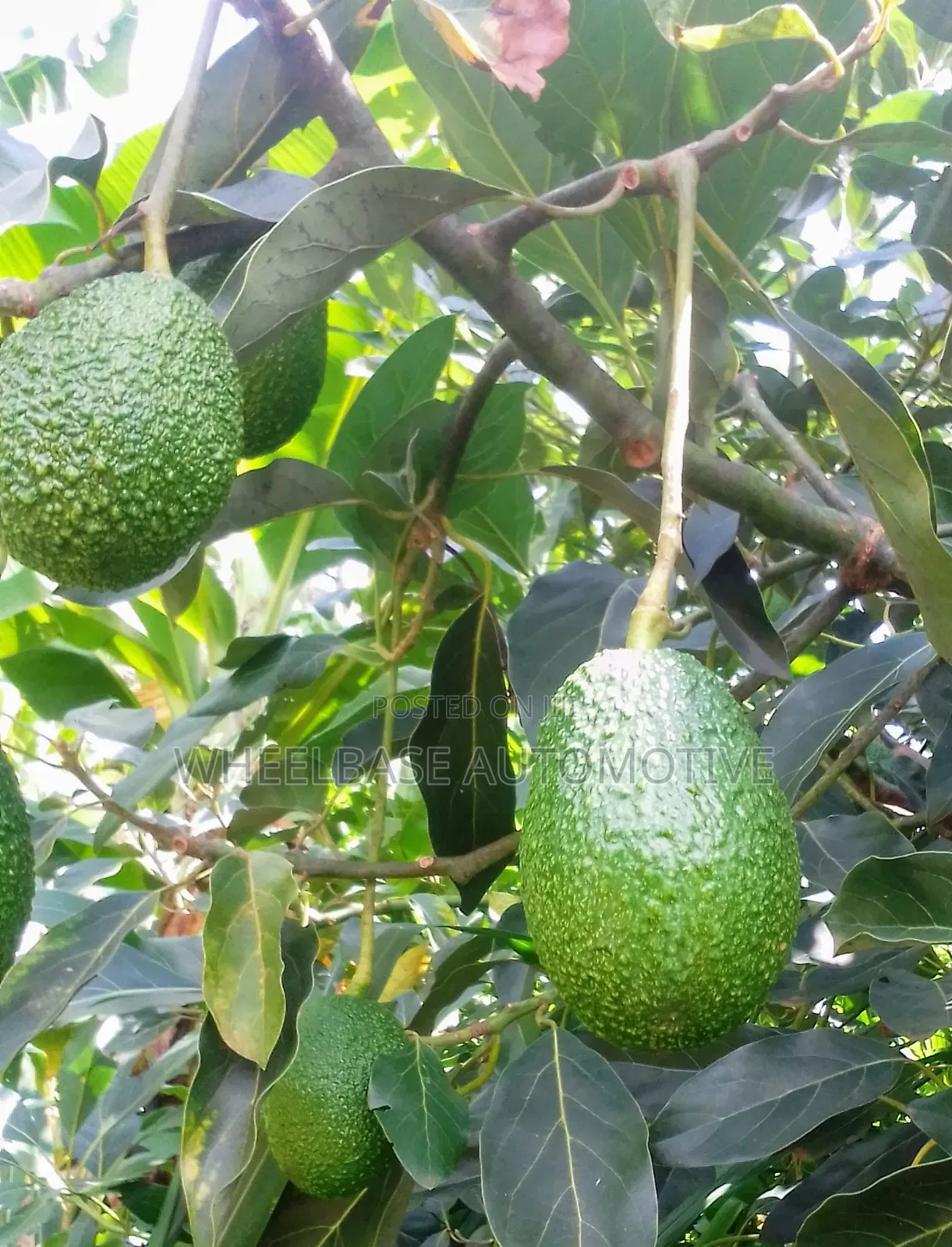 Avocados in Export Quality Available in Wholesale and Retail