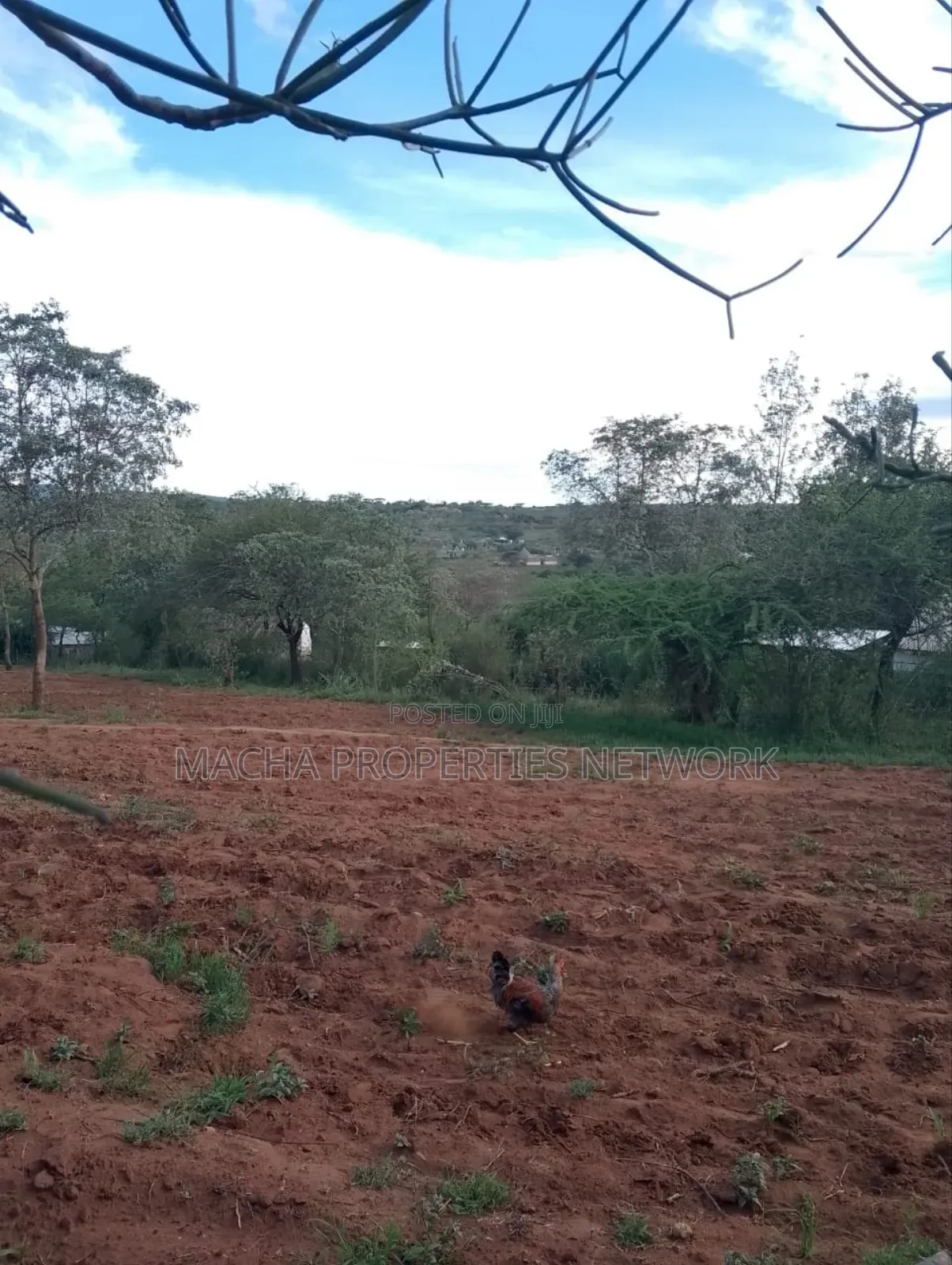 1acre Machakos -Kwamwau -Mikuyu-Red Soil