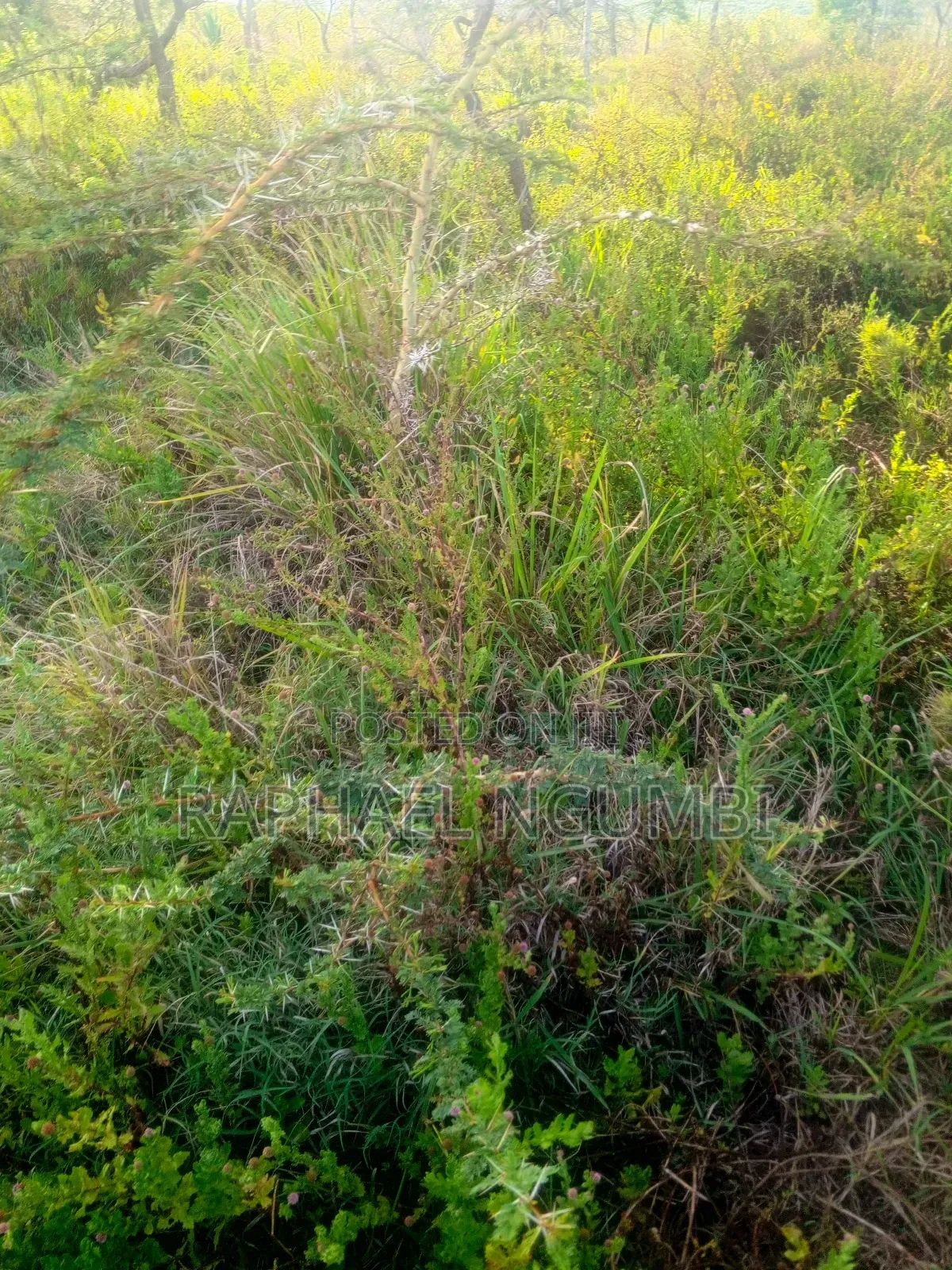 10 Acres Machakos Junction (Kindaruma)