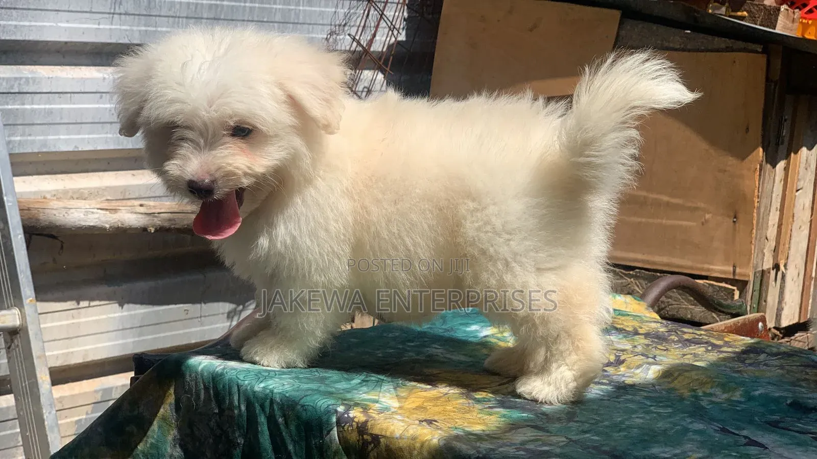 1-3 months Male Purebred Havanese