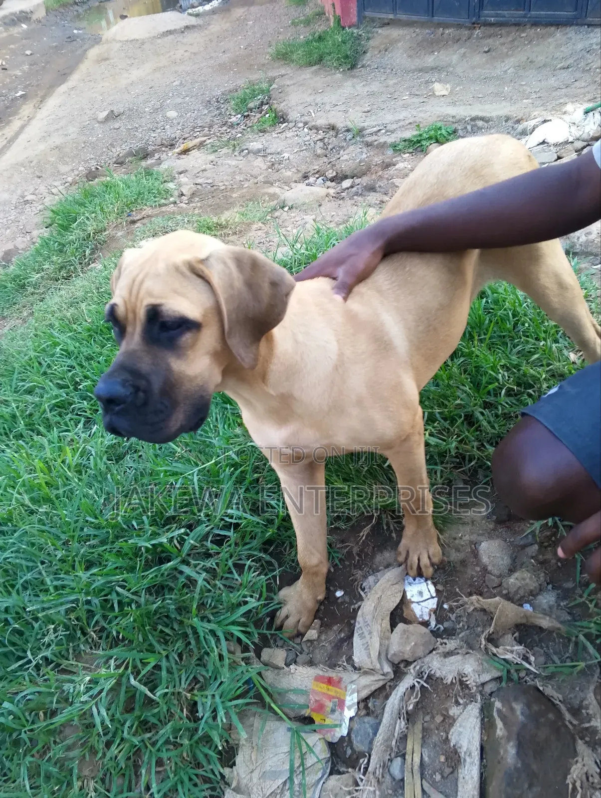 3-6 months Female Purebred Boerboel