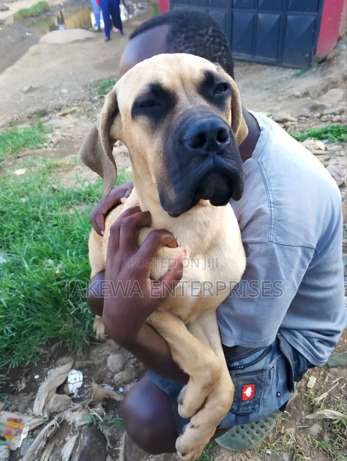 3-6 months Female Purebred Boerboel