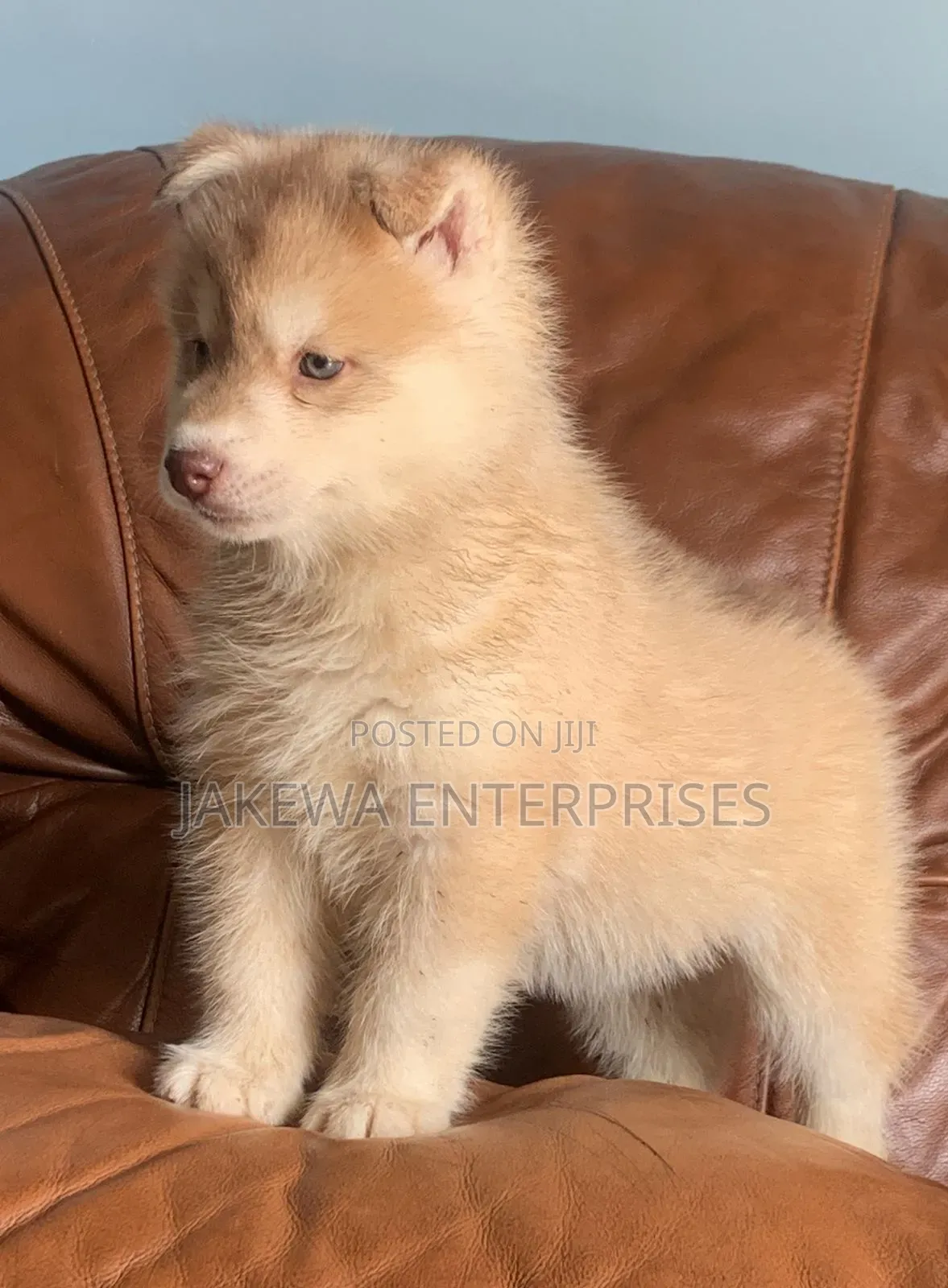 1-3 months Male Purebred Siberian Husky