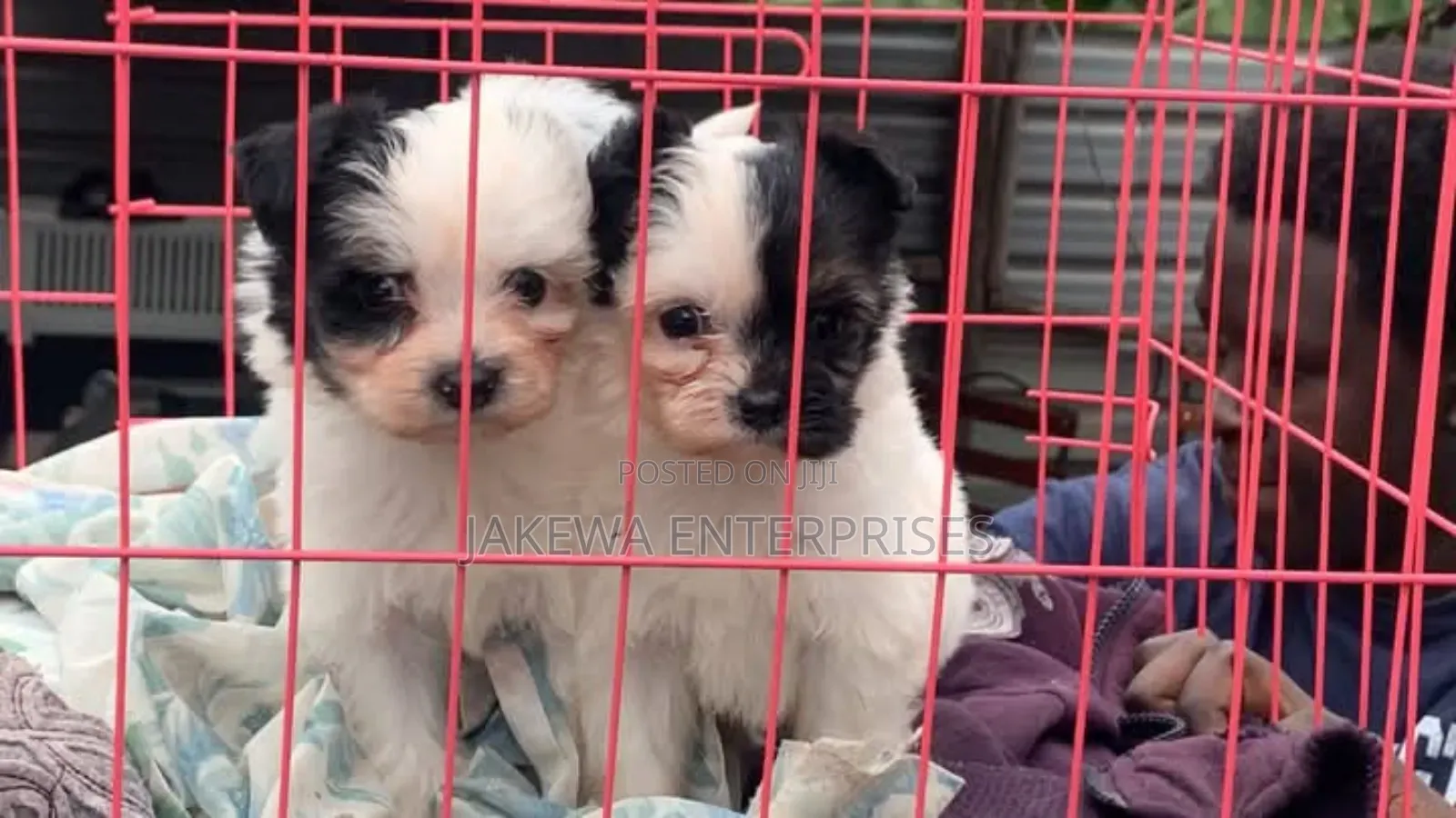 1-3 months Male Purebred Havanese