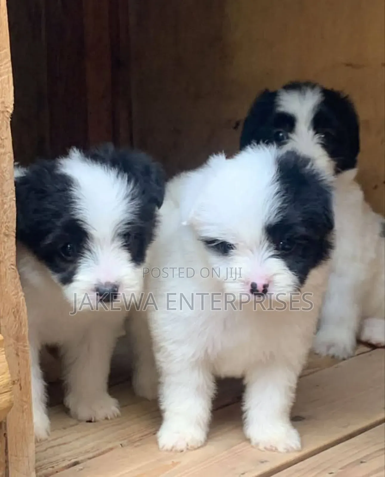 1-3 months Male Purebred Havanese