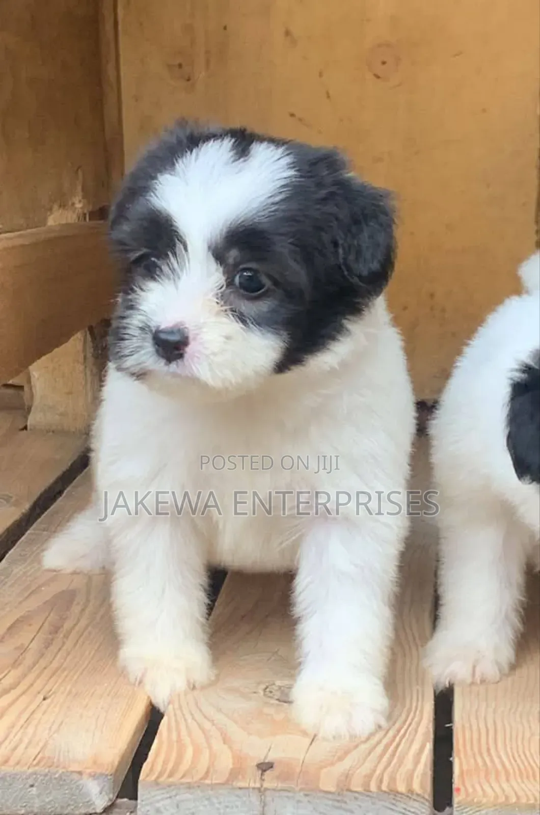 1-3 months Male Purebred Havanese