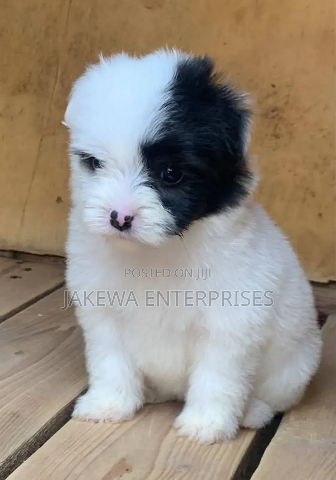 1-3 months Female Purebred Havanese