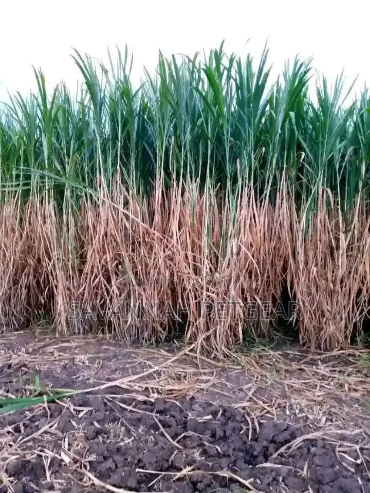 Super Napier Pakchong Grass Available 
- 50 Cuttings