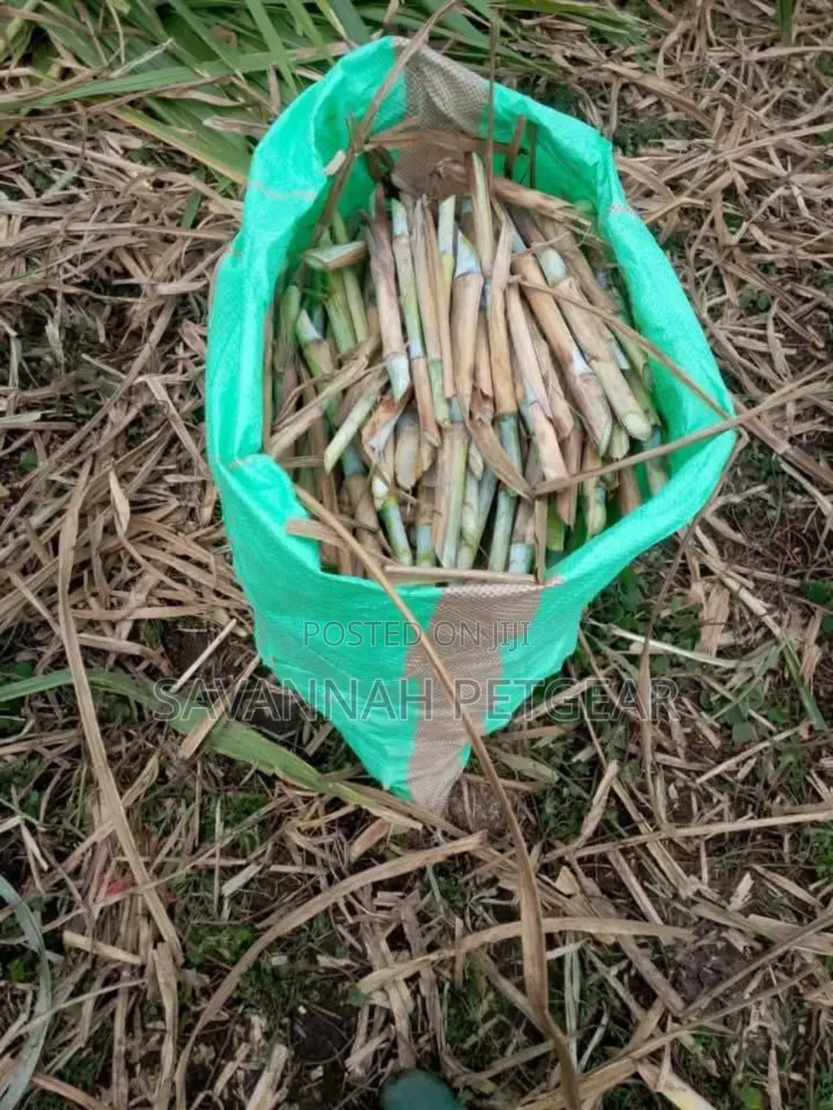 Super Napier Pakchong Grass Available 
- 50 Cuttings