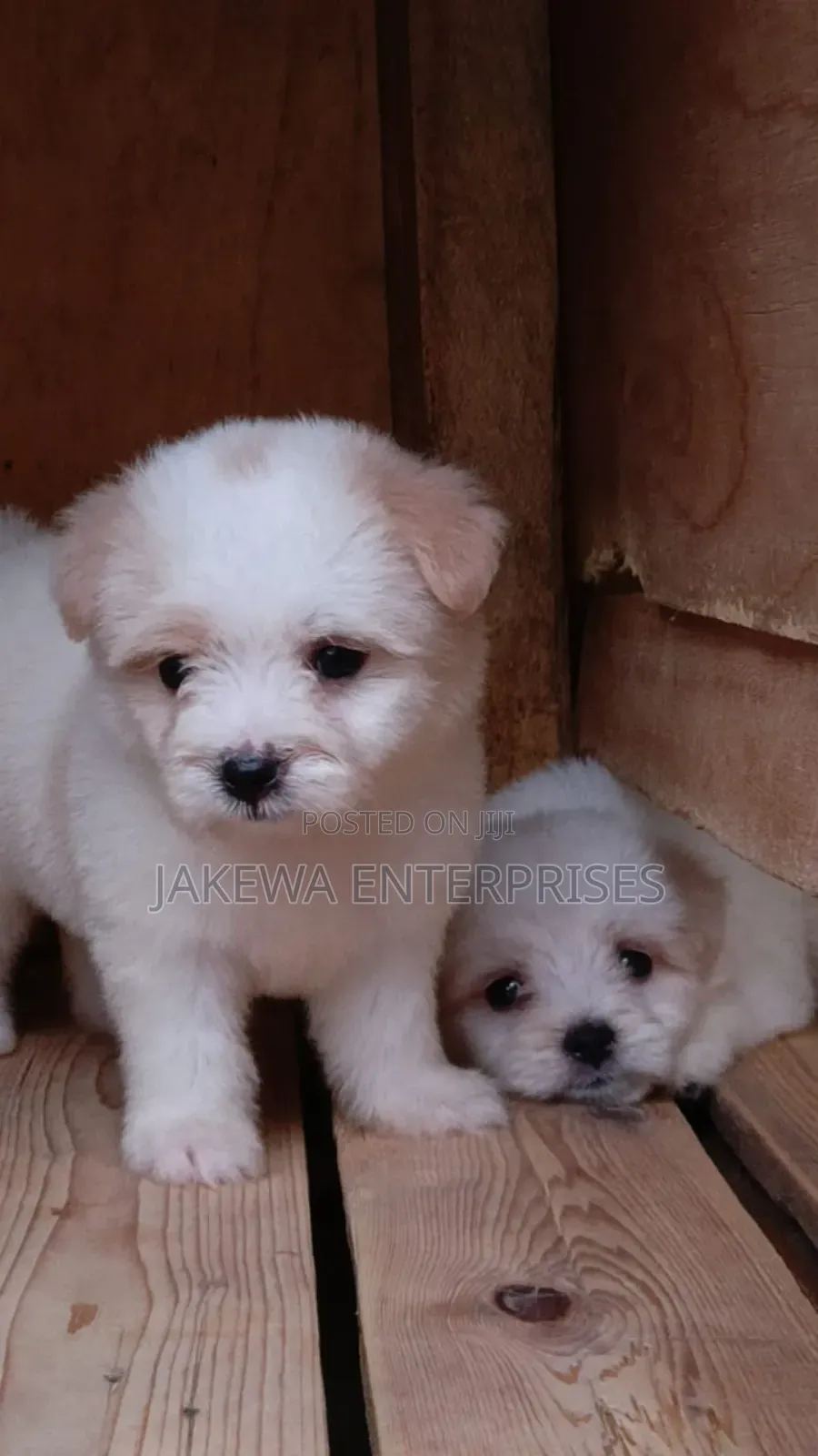 1-3 months Male Purebred Havanese