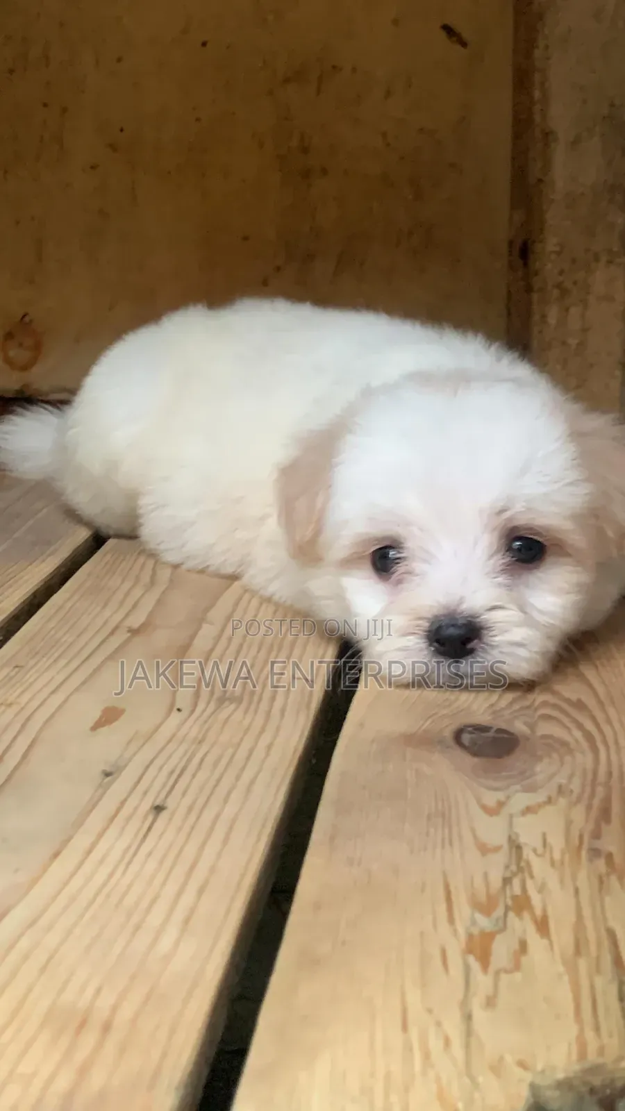 1-3 months Male Purebred Havanese