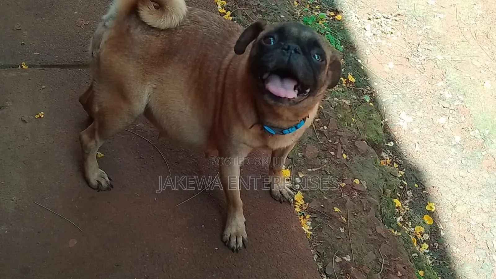 1+ year Female Purebred Pug