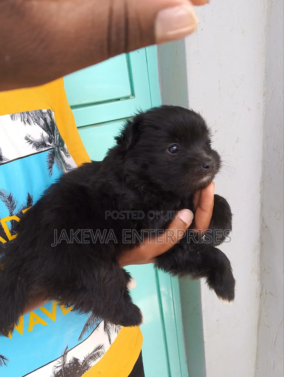 1-3 months Male Purebred Havanese