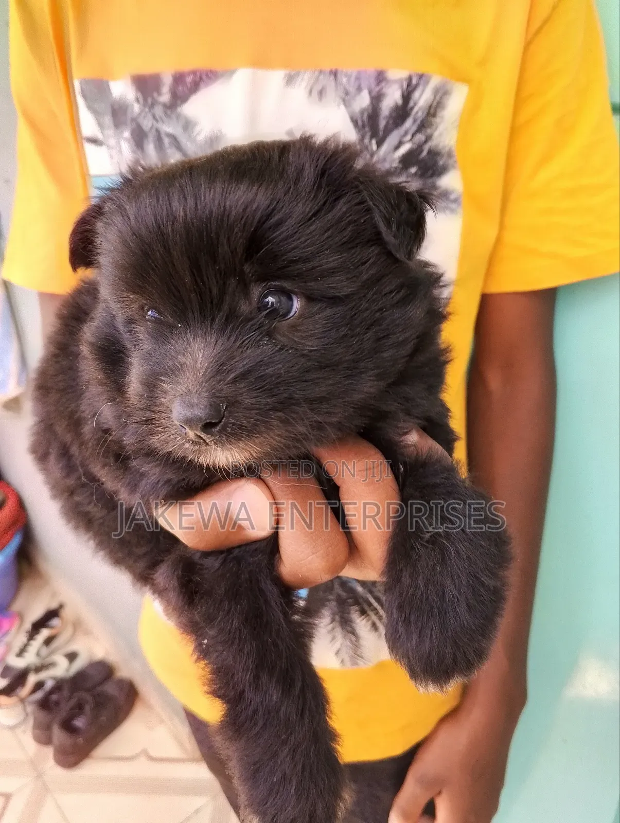 1-3 months Male Purebred Havanese