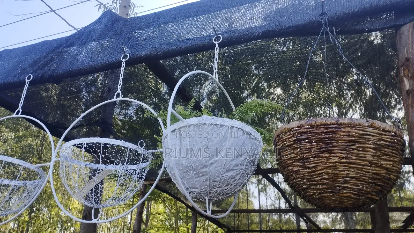 Hanging Flowers Potted