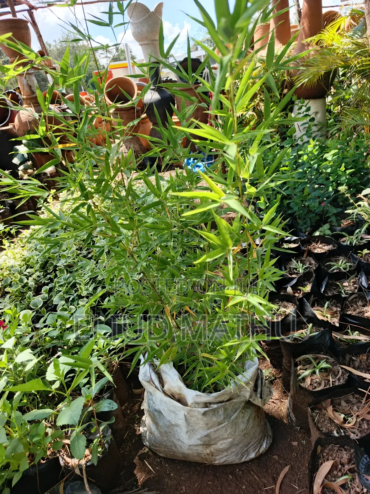 Fargesia Bamboo Plant