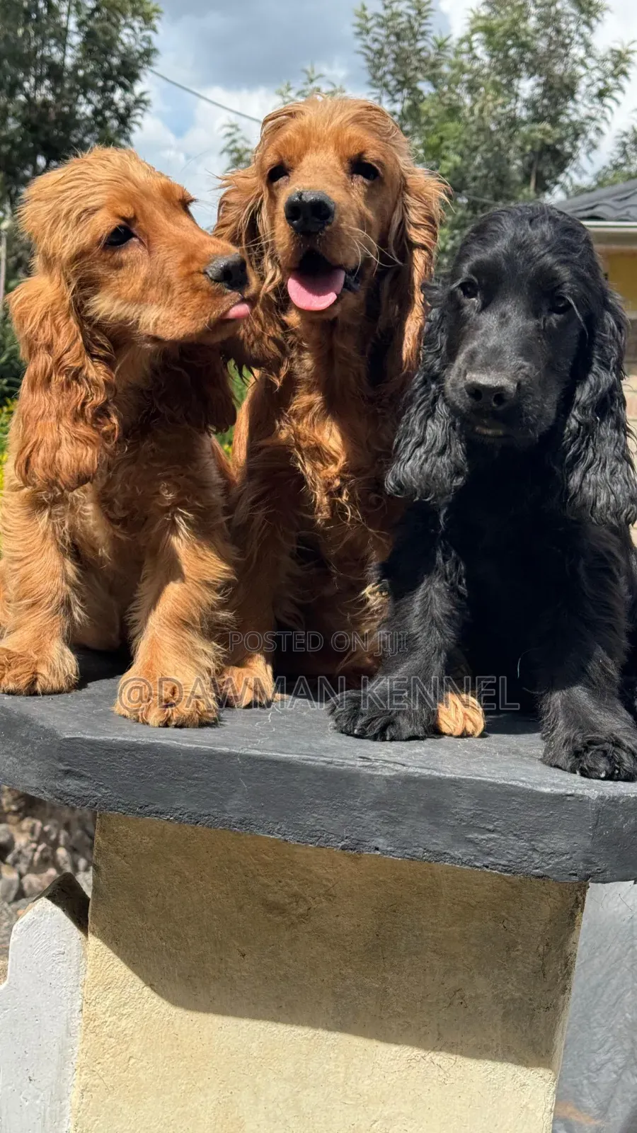 3-6 months Male Purebred English Cocker Spaniel