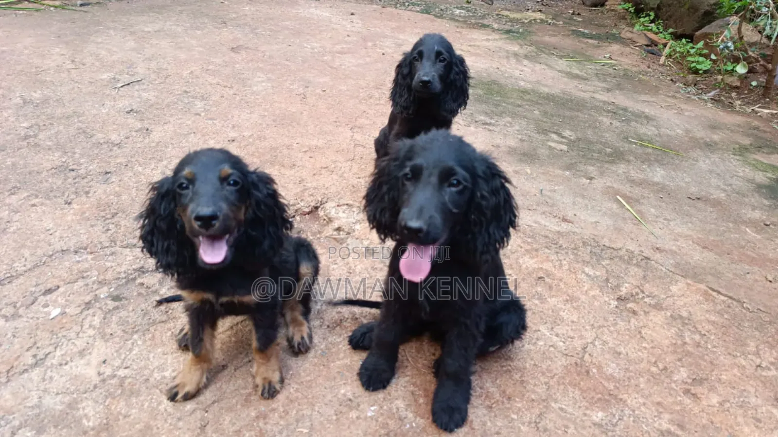 1-3 months Female Purebred Cocker Spaniel