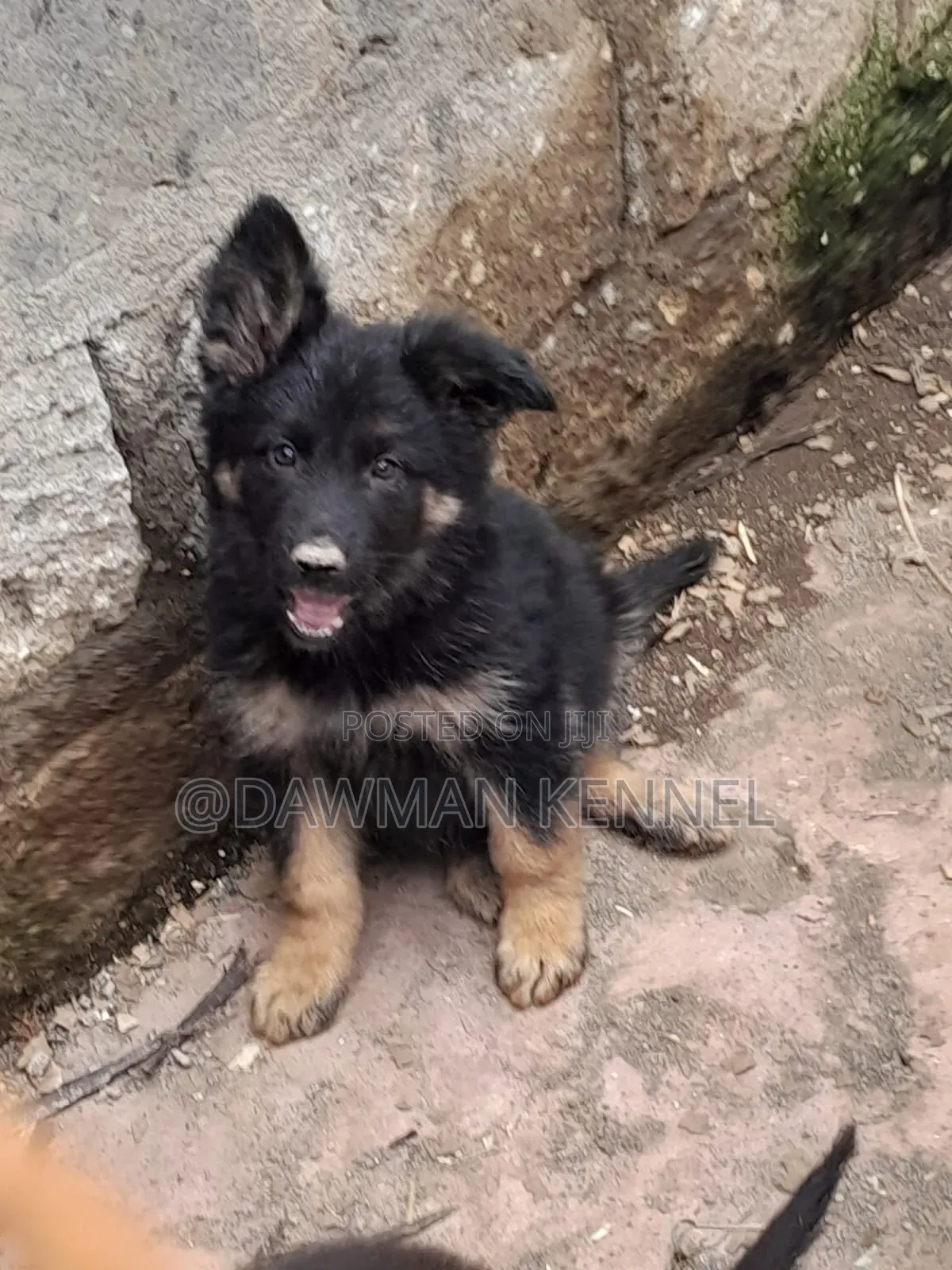 1-3 months Male Purebred German Shepherd