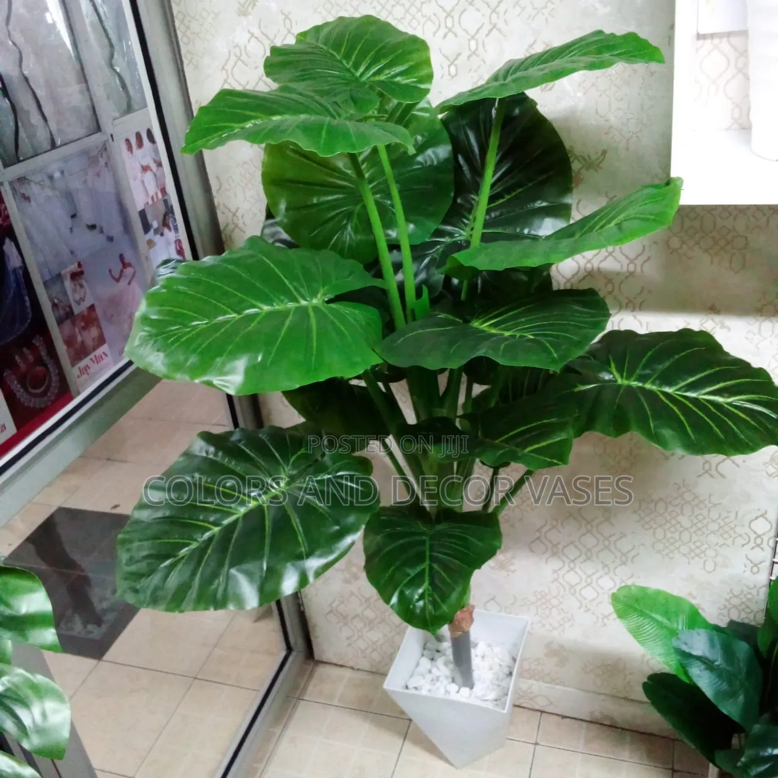 Big Green Plant 5ft Long Available