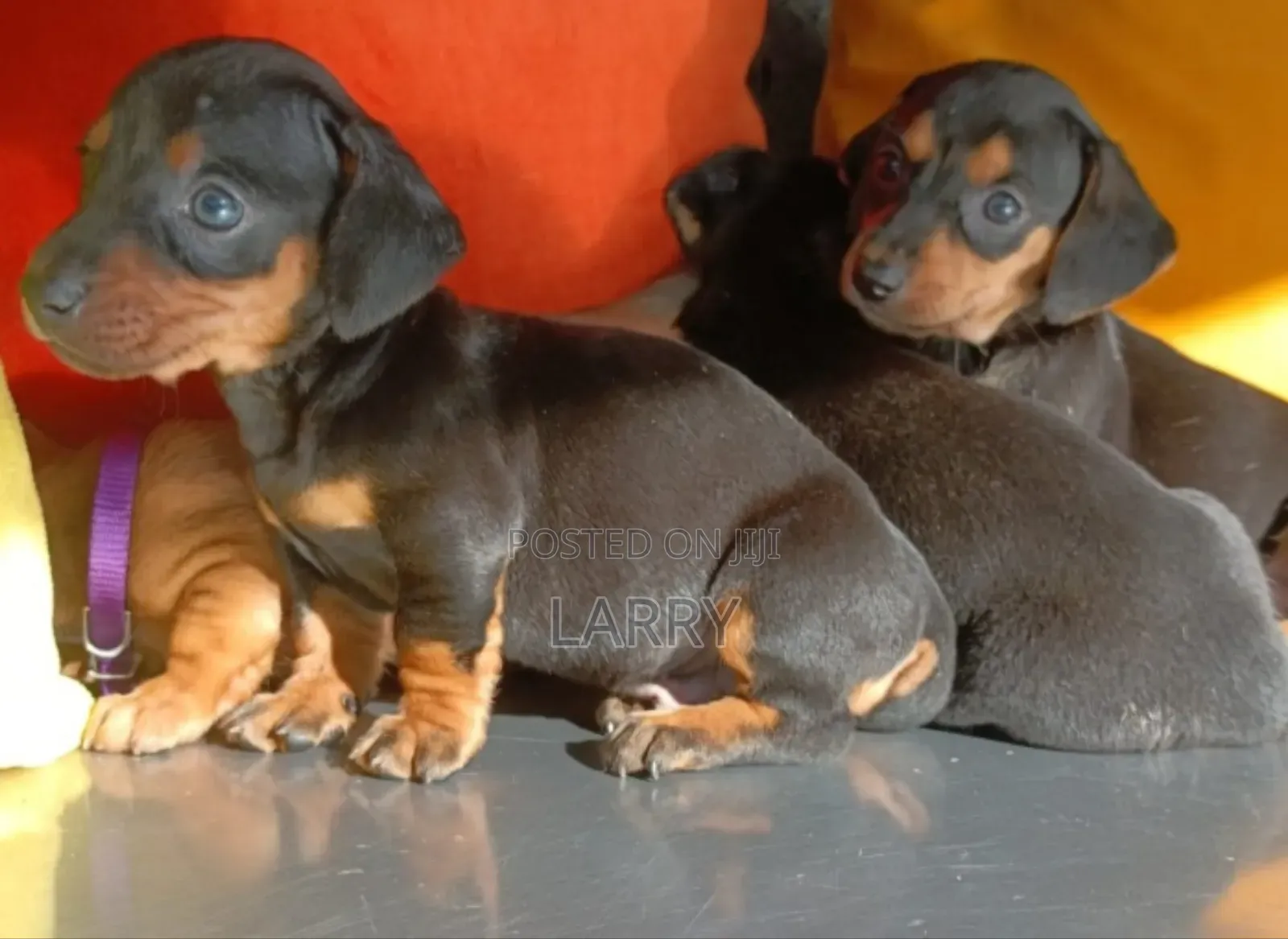 1-3 months Male Purebred Dachshund