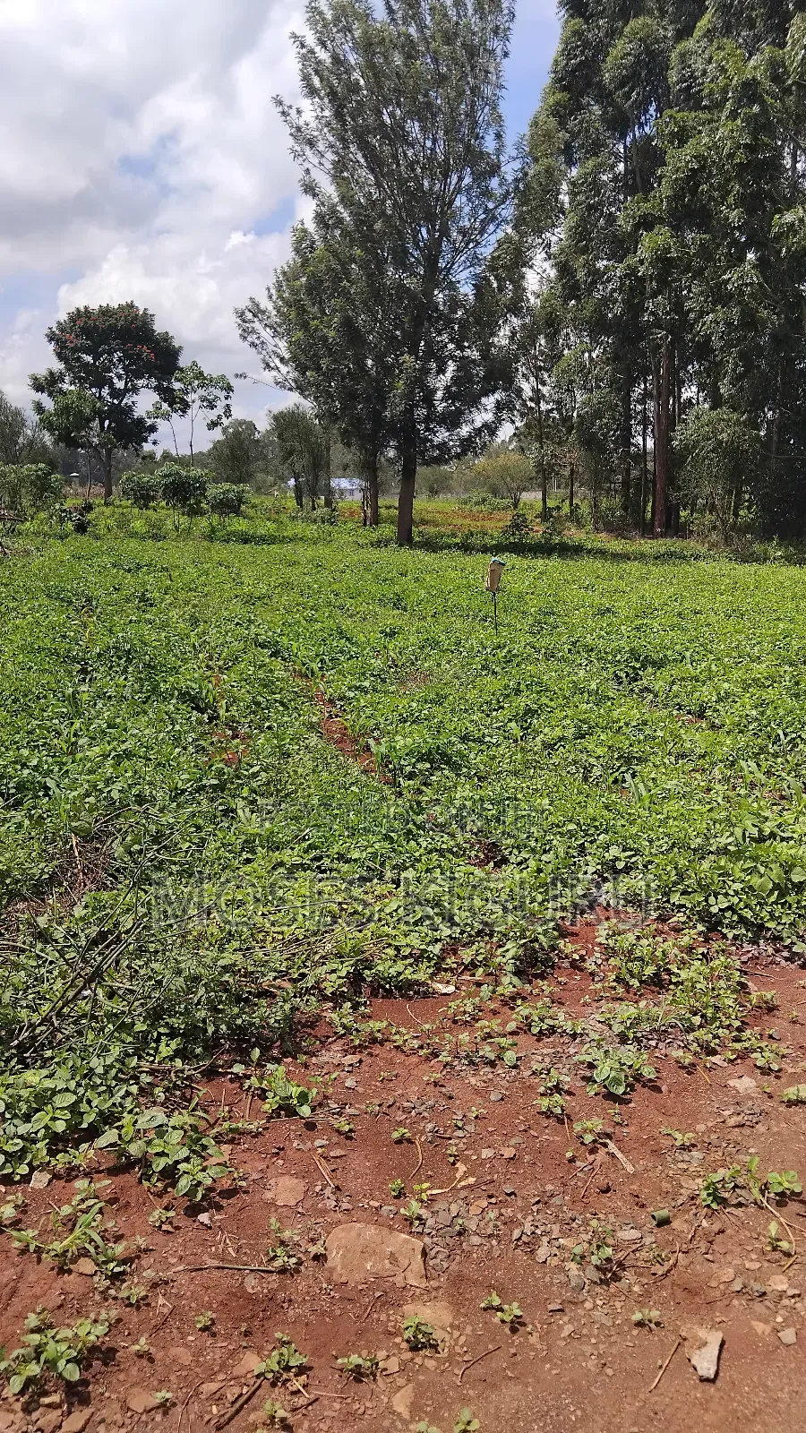 Croton Ridge, 50x100 Plots.