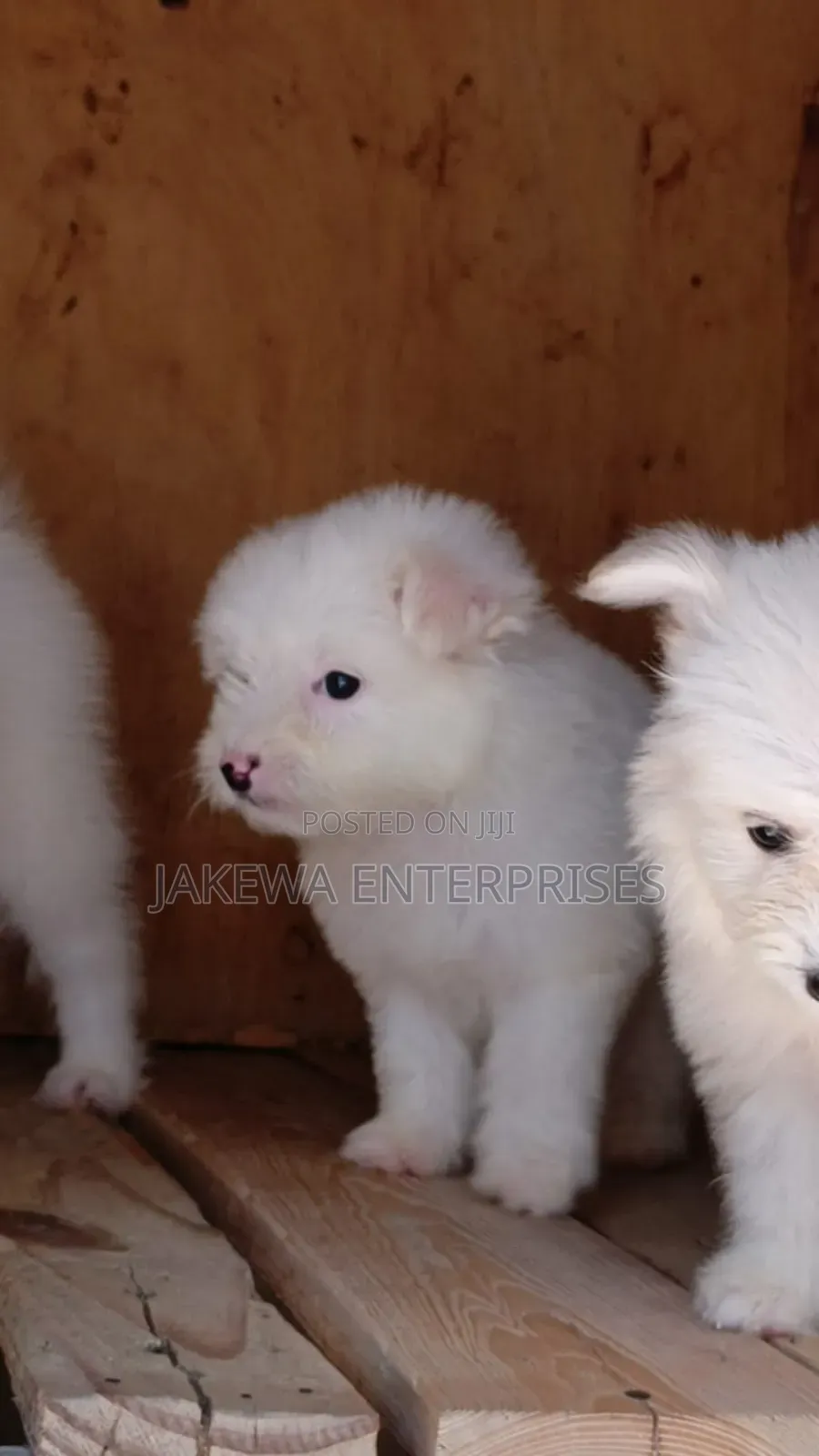 1-3 months Male Purebred Havanese