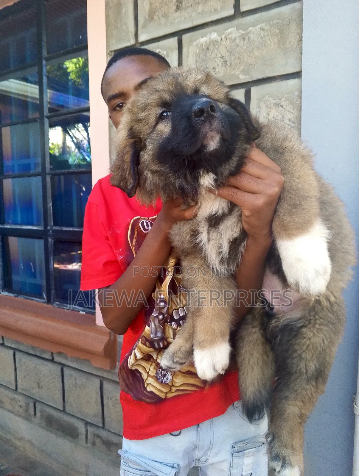 1-3 months Male Purebred Caucasian Shepherd