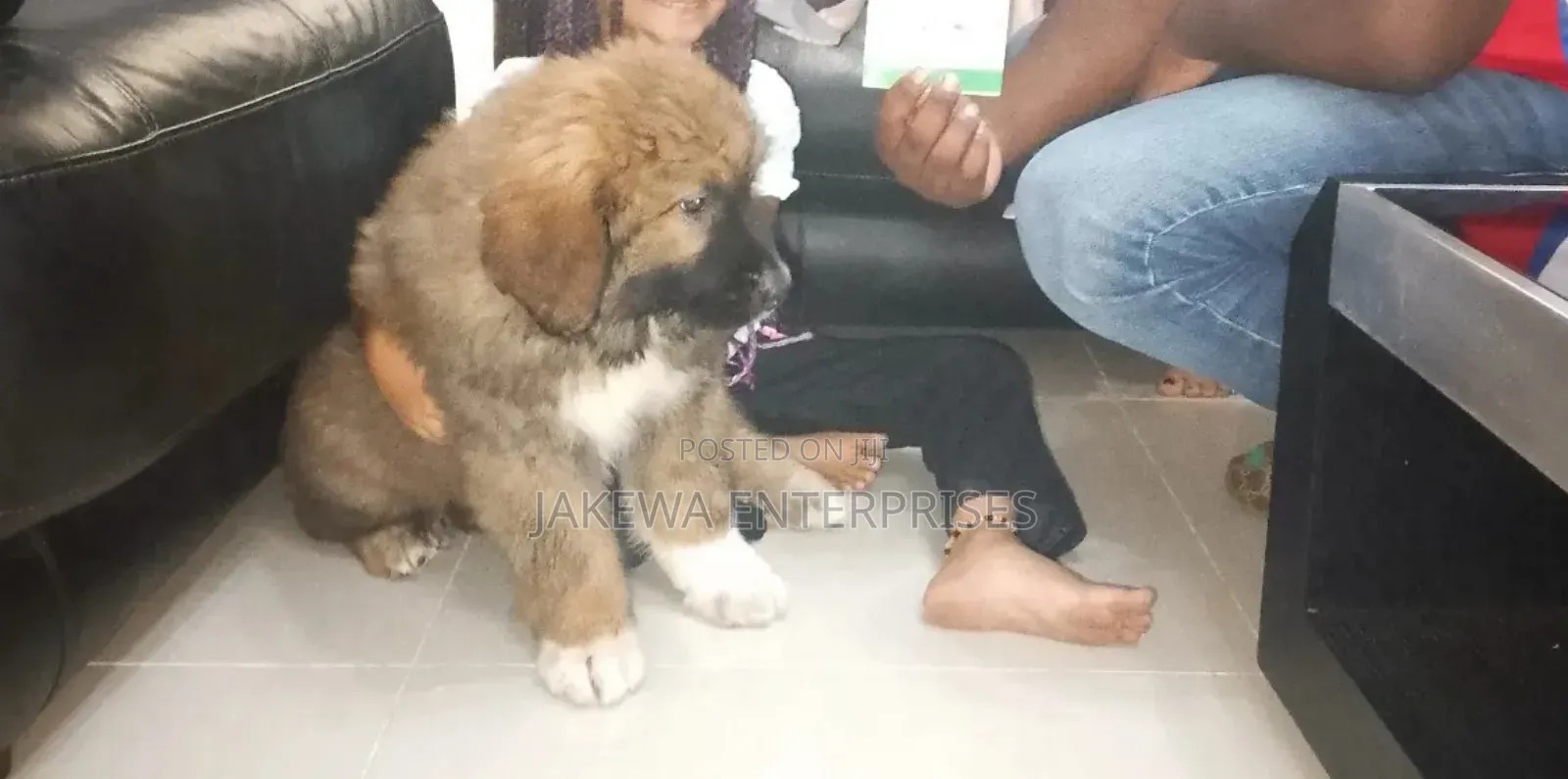1-3 months Male Purebred Caucasian Shepherd