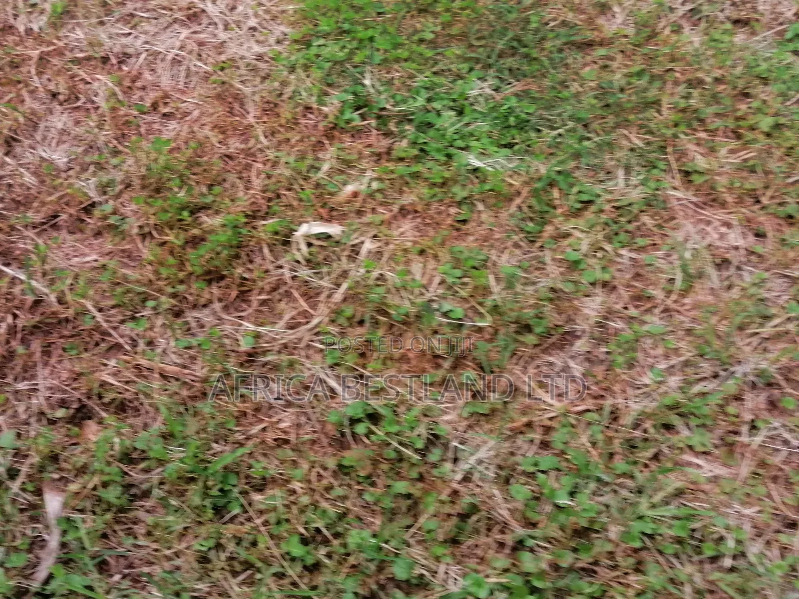 100x100 Residential Plot for Sale in Kikuyu Gikambura