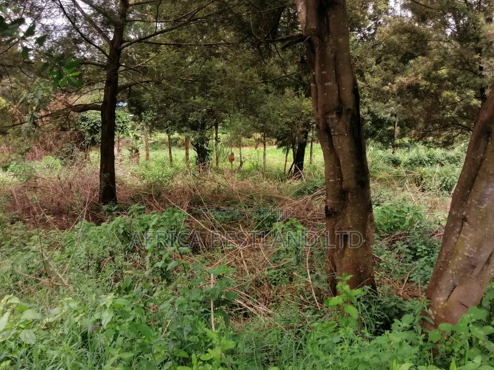 100x100 Residential Plot for Sale in Kikuyu Gikambura