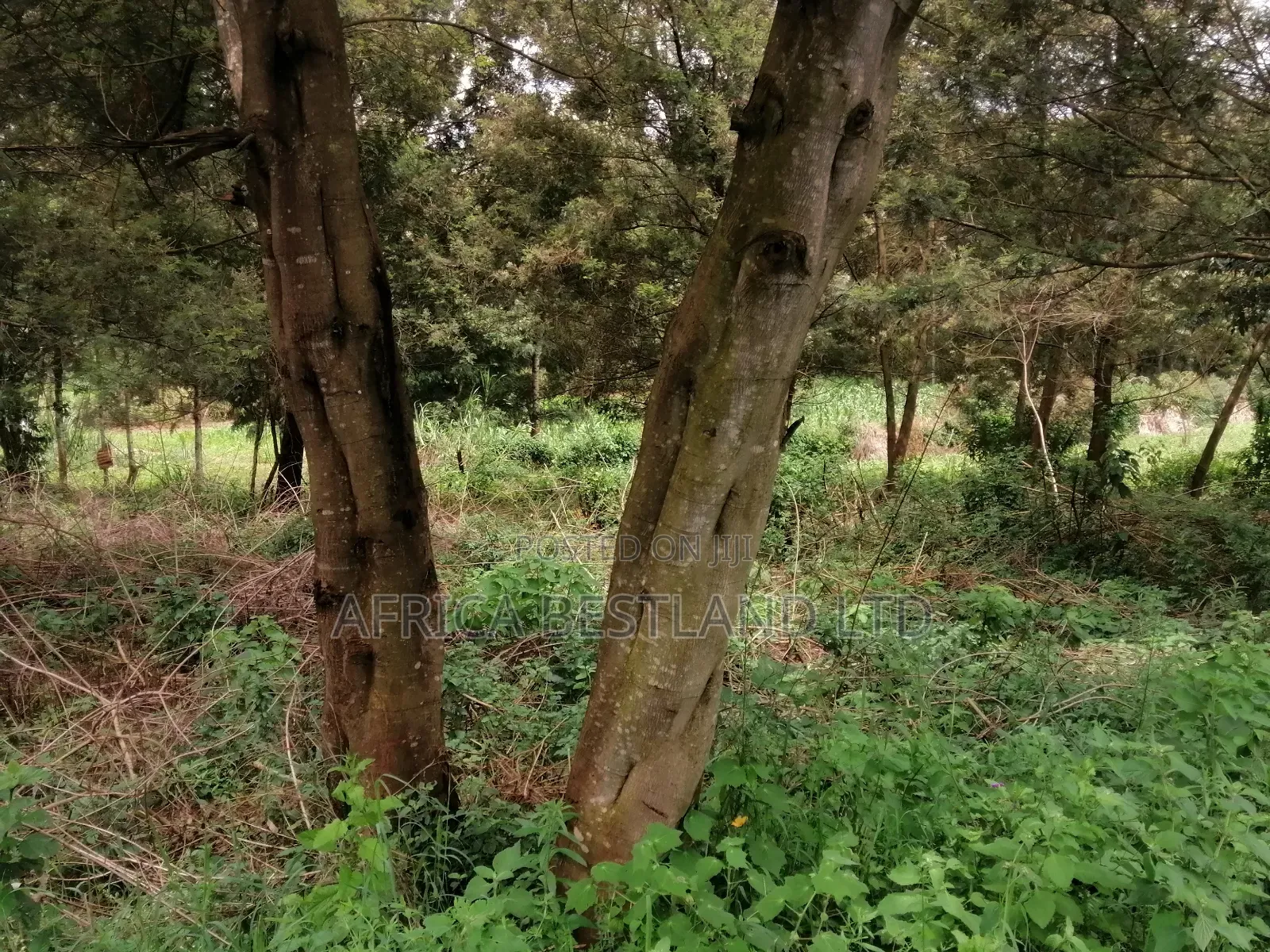 100x100 Residential Plot for Sale in Kikuyu Gikambura