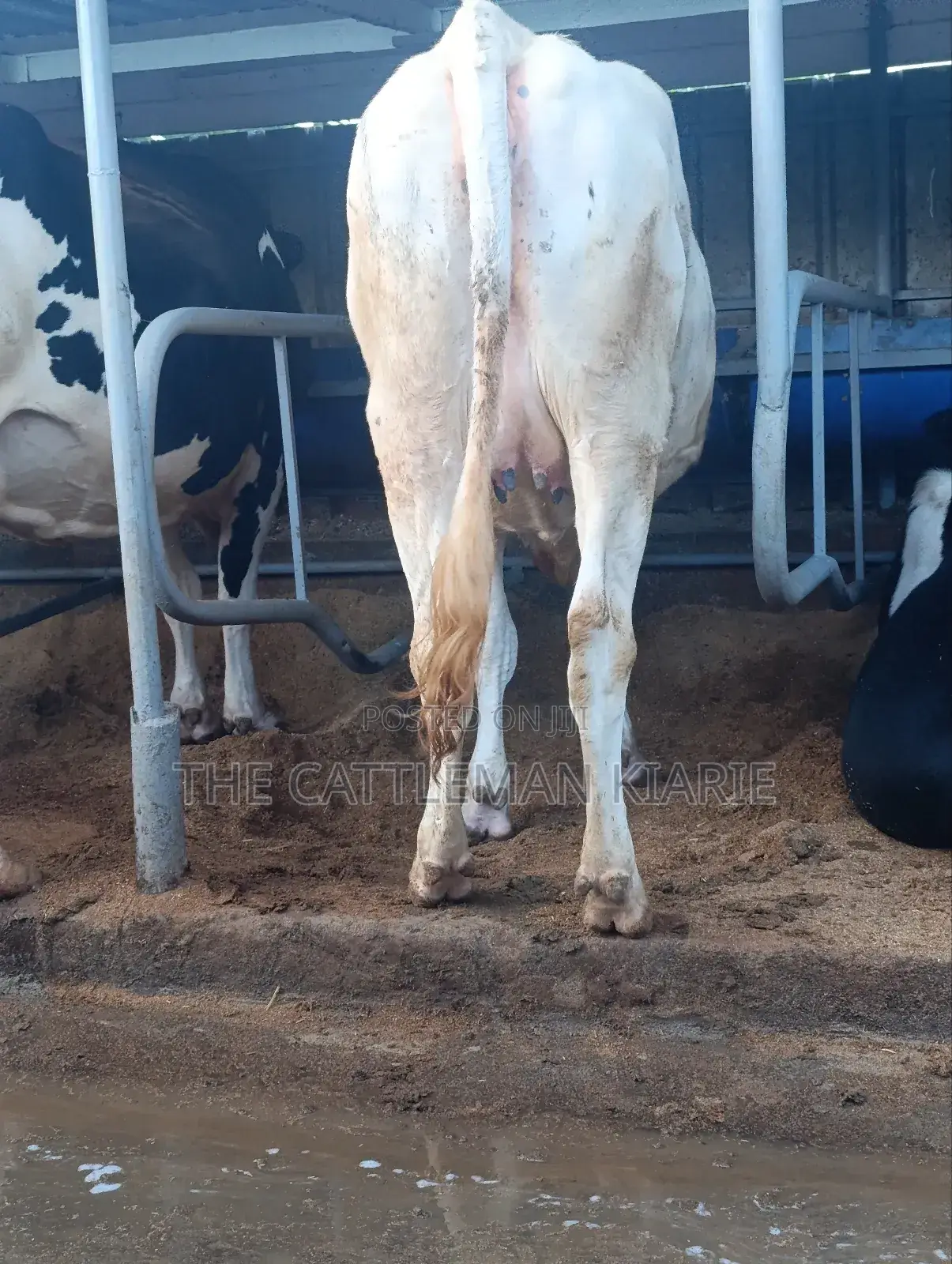 Pure Holstein