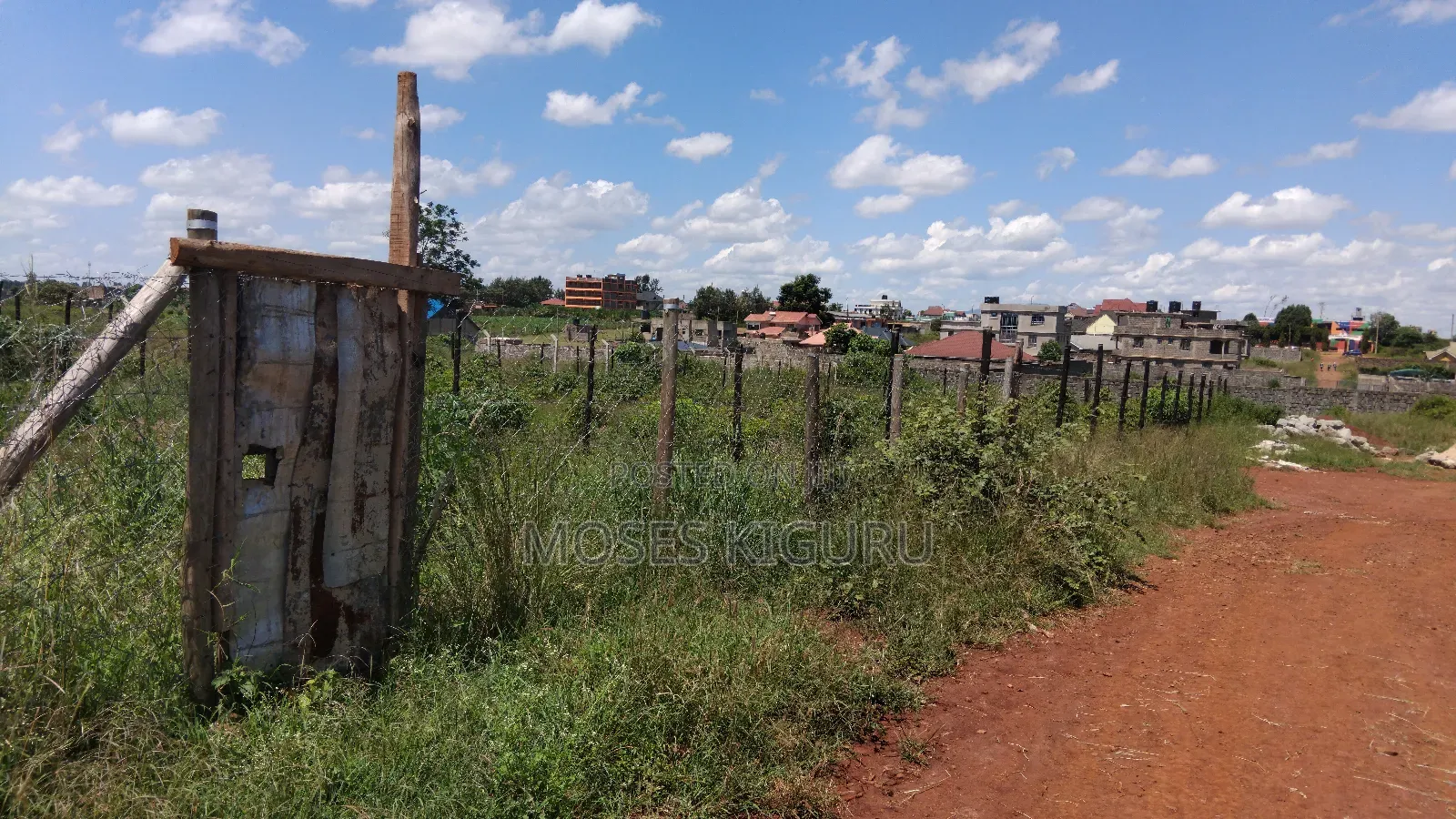 Tola, 50x100 Plots.