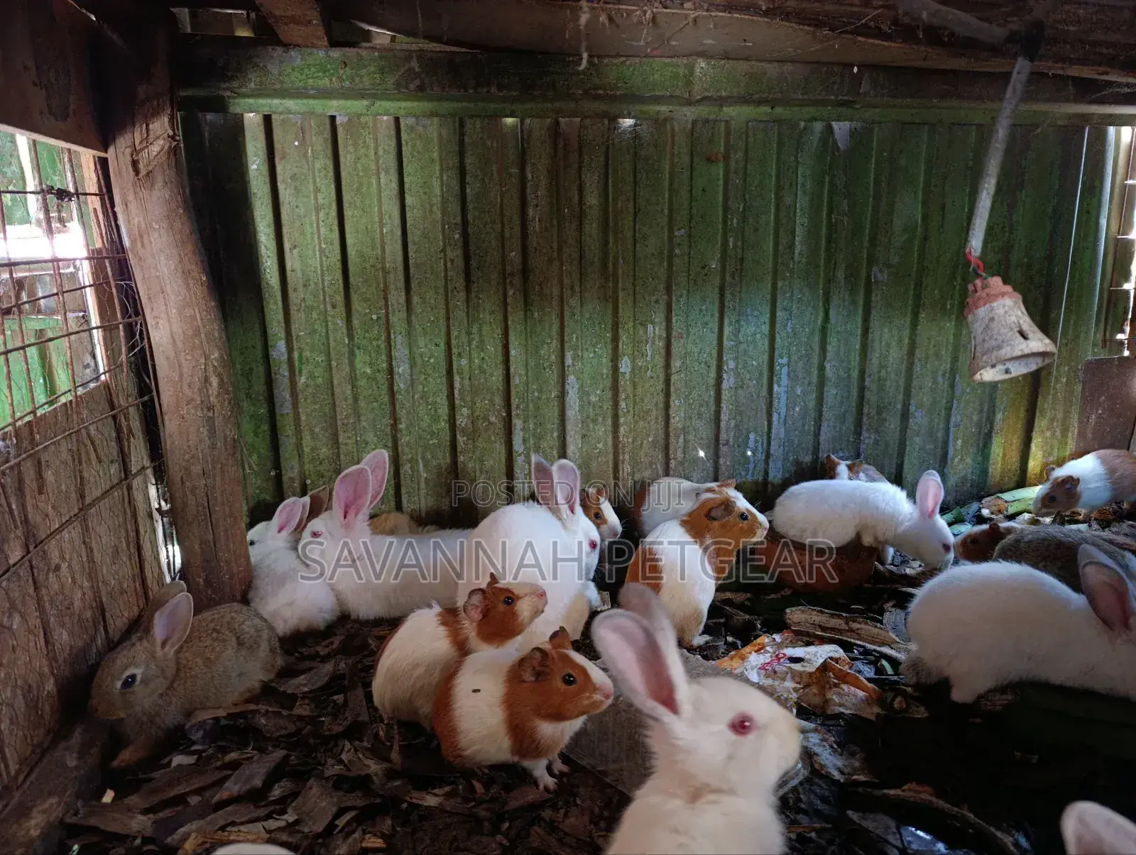 Pet White Rabbits And American Guinea Pigs - 2 Months Old