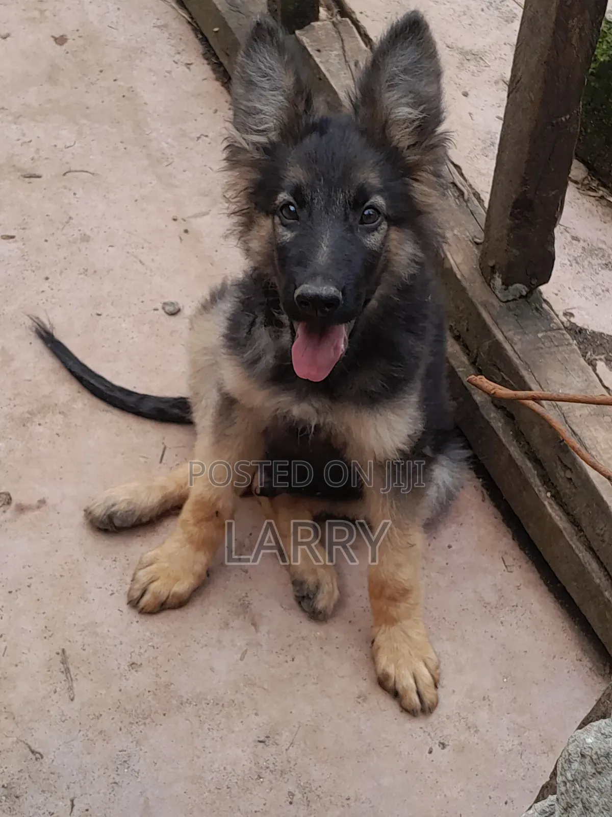1-3 months Male Purebred German Shepherd