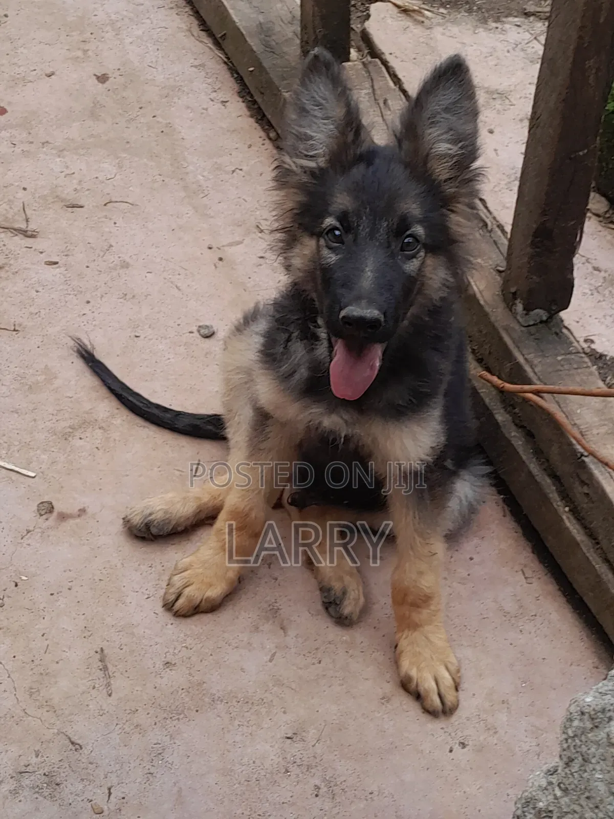 1-3 months Male Purebred German Shepherd