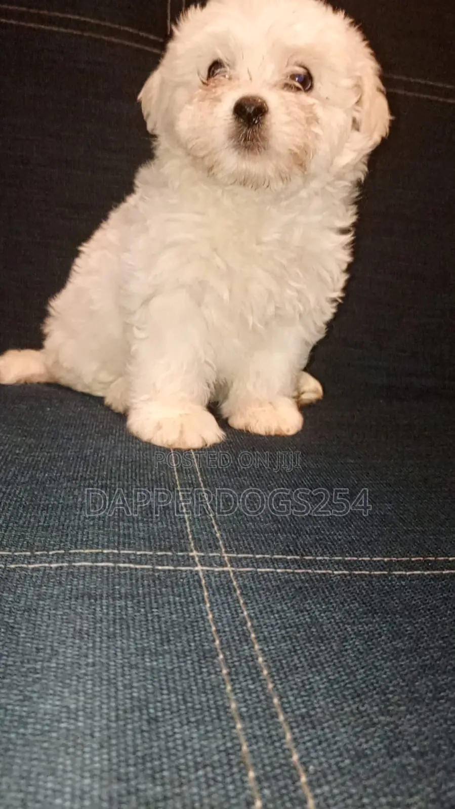 1-3 months Female Purebred Havanese